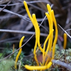 Clavulinopsis amoena (Yellow club) at Black Mountain - 21 Jun 2014 by SheOak82