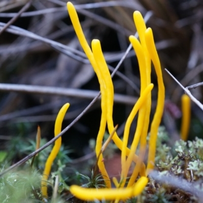 Clavulinopsis amoena (Yellow club) at Black Mountain - 21 Jun 2014 by SheOak82