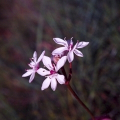 Burchardia umbellata (Milkmaids) at Hall, ACT - 20 Nov 2004 by michaelb