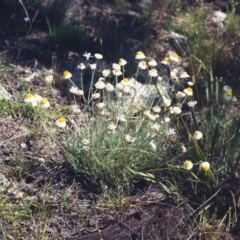 Leucochrysum albicans subsp. tricolor (Hoary Sunray) at Rob Roy Range - 18 Dec 2000 by michaelb