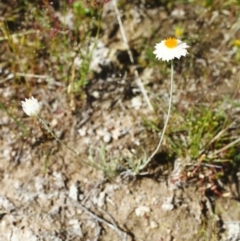 Leucochrysum albicans subsp. tricolor (Hoary Sunray) at Tuggeranong Hill - 8 Nov 1999 by michaelb