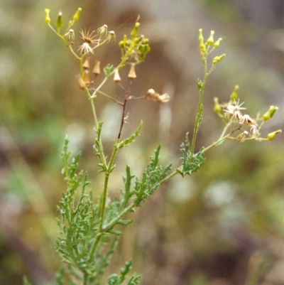 Senecio bathurstianus (Rough Fireweed) at Conder, ACT - 23 Jan 2000 by MichaelBedingfield