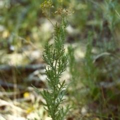 Senecio bathurstianus at Conder, ACT - 23 Jan 2000