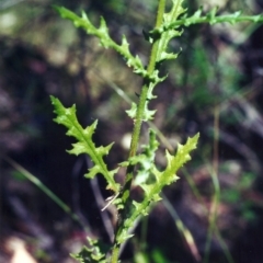 Senecio hispidulus (Hill Fireweed) at Rob Roy Range - 18 Dec 2000 by michaelb