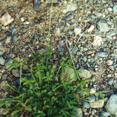 Cullen tenax (Tough Scurf-Pea) at Tuggeranong Hill - 7 Mar 2002 by michaelb