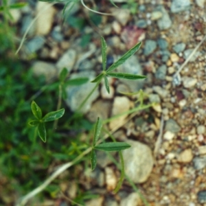 Cullen tenax at Conder, ACT - 8 Mar 2002 12:00 AM