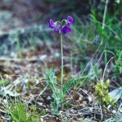 Swainsona sericea (Silky Swainson-Pea) at Theodore, ACT - 23 Oct 2001 by michaelb