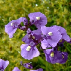 Utricularia dichotoma (Fairy Aprons, Purple Bladderwort) at Farrer Ridge - 31 Oct 2010 by julielindner