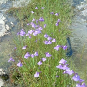 Utricularia dichotoma at Farrer Ridge - 31 Oct 2010