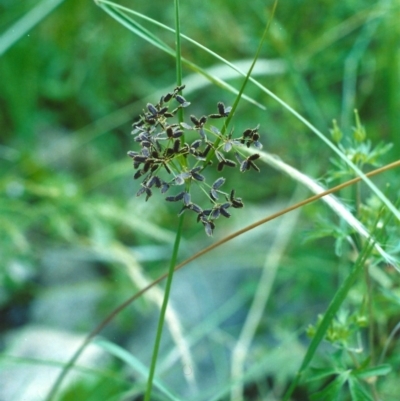 Cyperus concinnus (Trim Flat-sedge) at Gigerline Nature Reserve - 3 Dec 2005 by michaelb