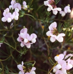 Lotus australis (Austral Trefoil) at Conder, ACT - 22 Nov 1999 by MichaelBedingfield