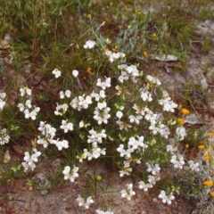 Lotus australis at Conder, ACT - 22 Nov 1999 12:00 AM