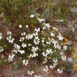 Lotus australis at Conder, ACT - 22 Nov 1999