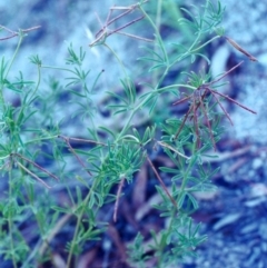 Lotus australis (Austral Trefoil) at Rob Roy Range - 8 Feb 2001 by michaelb