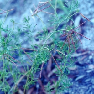 Lotus australis at Conder, ACT - 9 Feb 2001