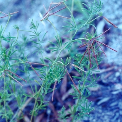 Lotus australis (Austral Trefoil) at Rob Roy Range - 8 Feb 2001 by michaelb