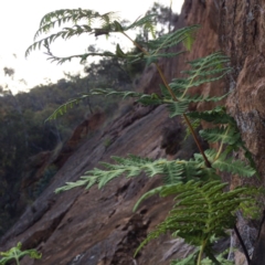 Histiopteris incisa (Bat's-Wing Fern) at Majura, ACT - 31 Dec 2013 by AaronClausen