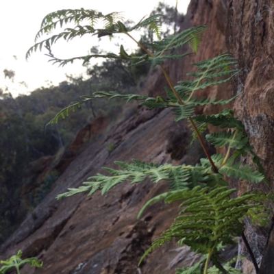 Histiopteris incisa (Bat's-Wing Fern) at Mount Ainslie - 31 Dec 2013 by AaronClausen