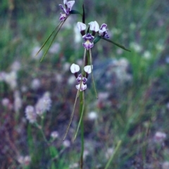 Diuris dendrobioides (Late Mauve Doubletail) at Tuggeranong Hill - 6 Dec 2000 by michaelb