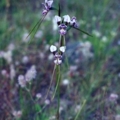 Diuris dendrobioides (Late Mauve Doubletail) at Theodore, ACT - 6 Dec 2000 by michaelb