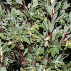 Styphelia triflora (Five-corners) at Melrose - 28 Jun 2014 by michaelb