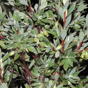 Styphelia triflora at Chisholm, ACT - 28 Jun 2014