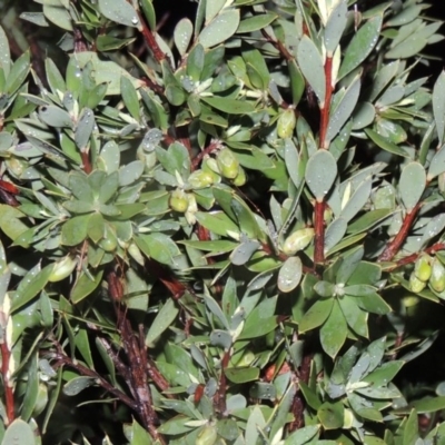 Styphelia triflora (Five-corners) at Old Tuggeranong TSR - 28 Jun 2014 by michaelb