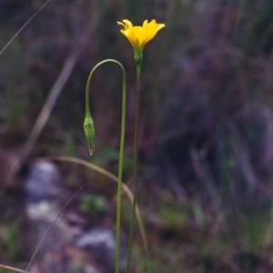 Microseris walteri at Conder, ACT - 26 Oct 2000