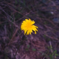 Microseris walteri at Conder, ACT - 26 Oct 2000