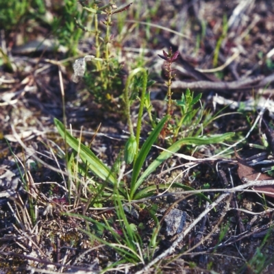 Microseris walteri (Yam Daisy, Murnong) at Conder, ACT - 23 Sep 2000 by MichaelBedingfield