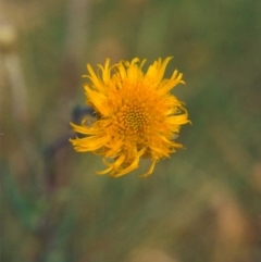 Podolepis jaceoides (Showy Copper-wire Daisy) at Pine Island to Point Hut - 19 Nov 2008 by MichaelBedingfield