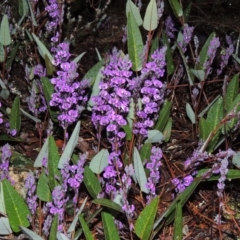 Hardenbergia violacea (False Sarsaparilla) at Chisholm, ACT - 28 Jun 2014 by MichaelBedingfield