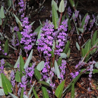 Hardenbergia violacea (False Sarsaparilla) at Chisholm, ACT - 28 Jun 2014 by MichaelBedingfield