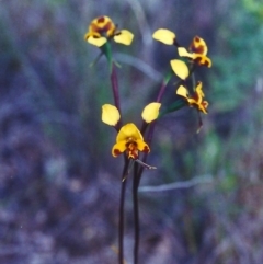Diuris semilunulata (Late Leopard Orchid) at Theodore, ACT - 4 Nov 2000 by michaelb