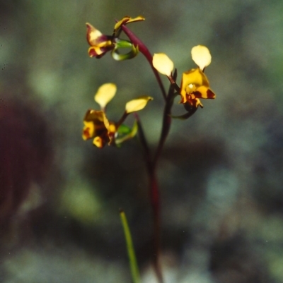 Diuris semilunulata (Late Leopard Orchid) at Tuggeranong Hill - 25 Oct 2001 by michaelb