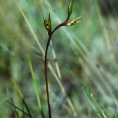 Diuris semilunulata at Theodore, ACT - suppressed