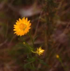 Xerochrysum viscosum at Conder, ACT - 2 Nov 1999 12:00 AM