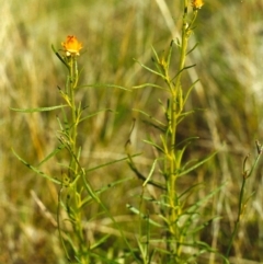 Xerochrysum viscosum at Conder, ACT - 2 Nov 1999