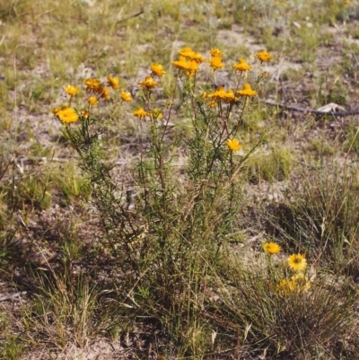 Xerochrysum viscosum (Sticky Everlasting) at Tuggeranong Hill - 11 Dec 1999 by michaelb