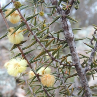 Acacia ulicifolia (Prickly Moses) at Melrose - 30 Jun 2014 by michaelb