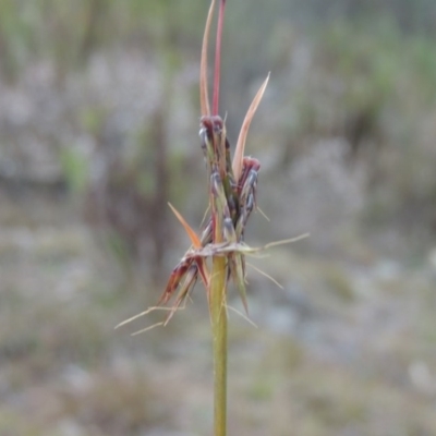 Cymbopogon refractus (Barbed-wire Grass) at Melrose - 30 Jun 2014 by michaelb