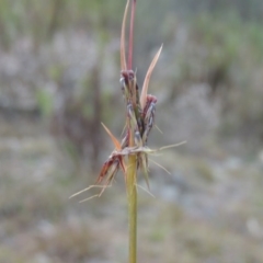 Cymbopogon refractus (Barbed-wire Grass) at Melrose - 30 Jun 2014 by michaelb