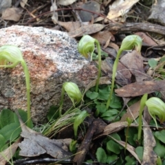 Pterostylis nutans (Nodding Greenhood) at Tennent, ACT - 30 Jun 2014 by TobiasHayashi