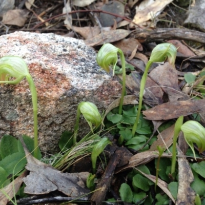 Pterostylis nutans (Nodding Greenhood) at Tennent, ACT - 1 Jul 2014 by TobiasHayashi