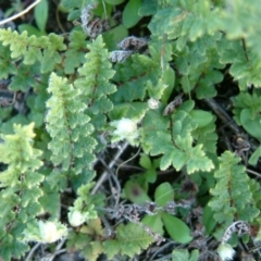 Cheilanthes distans (Bristly Cloak Fern) at Fadden, ACT - 15 Jun 2014 by julielindner