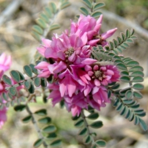 Indigofera adesmiifolia at Wanniassa Hill - 31 Oct 2010