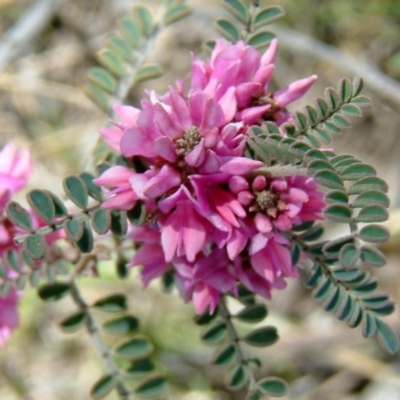 Indigofera adesmiifolia (Tick Indigo) at Wanniassa Hill - 31 Oct 2010 by julielindner