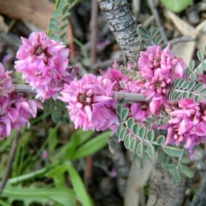 Indigofera adesmiifolia at Wanniassa Hill - 31 Oct 2010