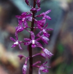 Dipodium punctatum (Blotched Hyacinth Orchid) at Theodore, ACT - 12 Jan 2001 by michaelb