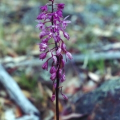 Dipodium punctatum at Theodore, ACT - suppressed